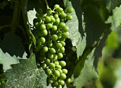 Arquivo De Vinhos Quinta Vale Dona Mariaquinta Vale Dona Maria