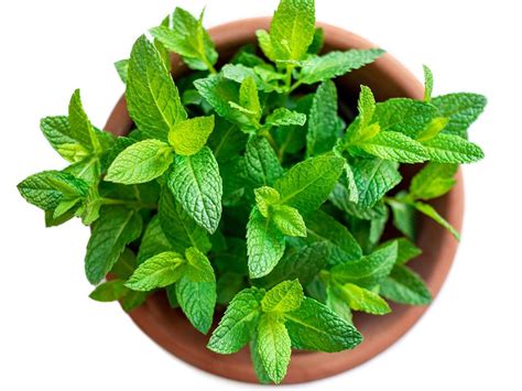 Mint Container Growing: Tips On Caring For Mint In Pots