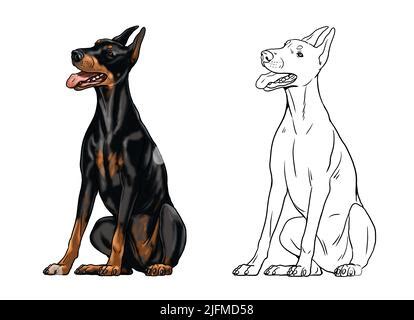 Lindo dibujo dobermann para colorear libro Ilustración aislada con el