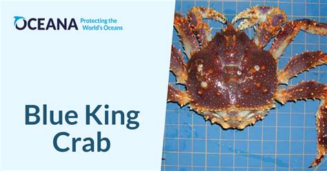 Blue King Crab Oceana