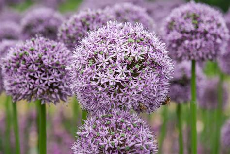 Blue Allium Bouquet