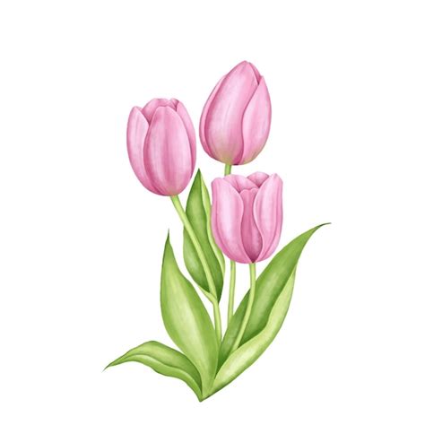 Linda Pintura De Flor De Tulipa Rosa Vetor Premium