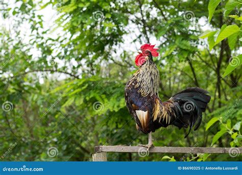 O Galo Canta Imagem De Stock Imagem De Vivo Agricultura 86690325