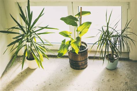 Three Green Potted Plants Picture Image 119467656