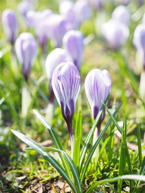 Kostenlose foto blühen Blume lila Frühling Botanik bunt Flora