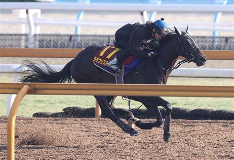 【毎日ベスト3】明神記者が選ぶヴィクトリアmの関西馬追い切りベスト3 毎日ベスト3 競馬コラム写真ニュース 日刊スポーツ