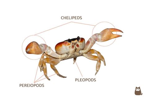 Crab Anatomy - Parts of a Crab With Diagrams