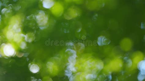 Blur Green Tree Leaves With Bokeh Background Green Natural Background