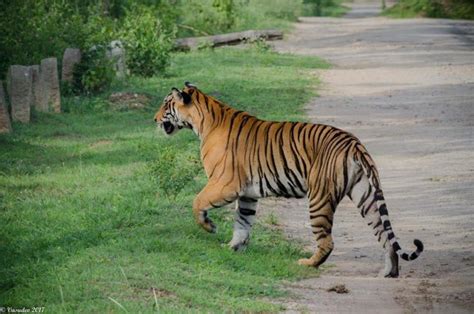 Nagarhole National Park And Tiger Reserve Big Cats India Customised