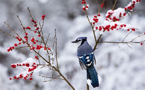 Winter Birds Wallpapers - Top Free Winter Birds Backgrounds ...