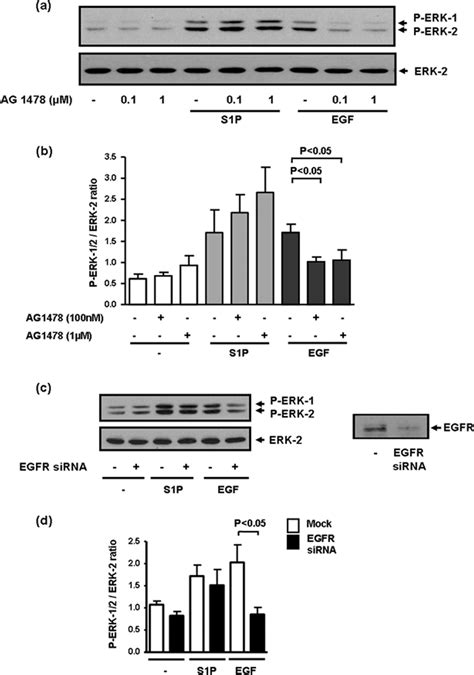 Egf Stimulated Activation Of Erk 12 Occurs Via A Divergent Signaling