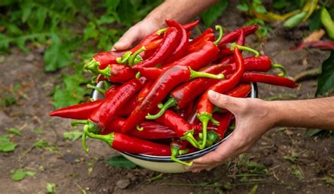 Premium Photo Farmer Harvesting Chili Peppers In Garden Selective Focus