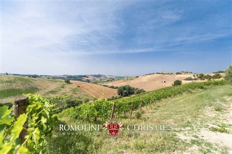 AZIENDA AGRICOLA VITIVINICOLA BIOLOGICA IN VENDITA NELLE MARCHE