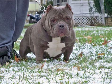 American Bully Puppies For Sale | Cincinnati, OH #291353