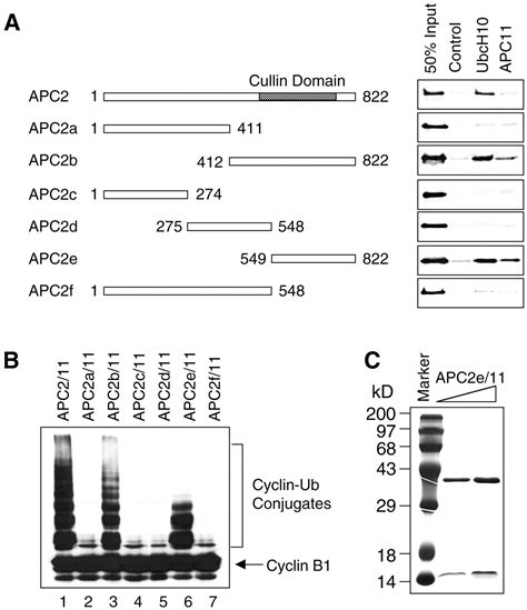 APC2 Cullin Protein And APC11 RING Protein Comprise The Minimal