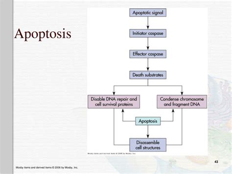 Ppt Altered Cellular And Tissue Biology Powerpoint Presentation Free