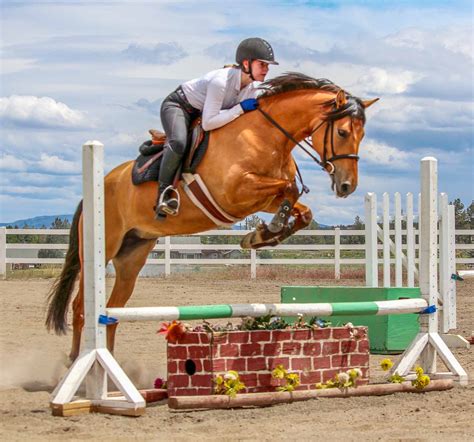 2012 Stunning Welsh Cob Mare By North Forks Cardi Silver Tail Farm