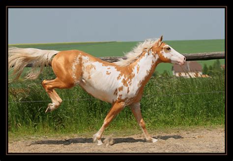 Samy étalon Paint Palomino Overo Au Domaine Du Vallon