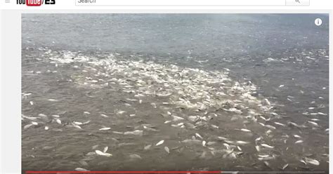 Video shows thousands of dead fish wash up on river bank in Matagorda