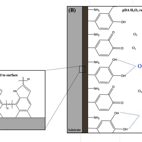 7 Schematic Representation Of Pda Polymerization On The Surface Of A