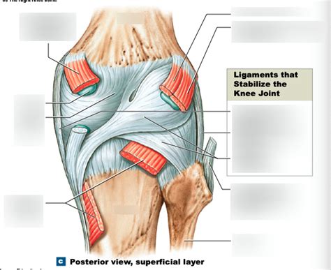 Knee Joint Posterior Superficial Layer Diagram Quizlet