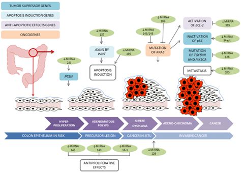 Colorectal Cancer Pathways