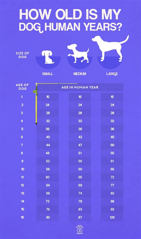 Cat Age Calculator By Breed