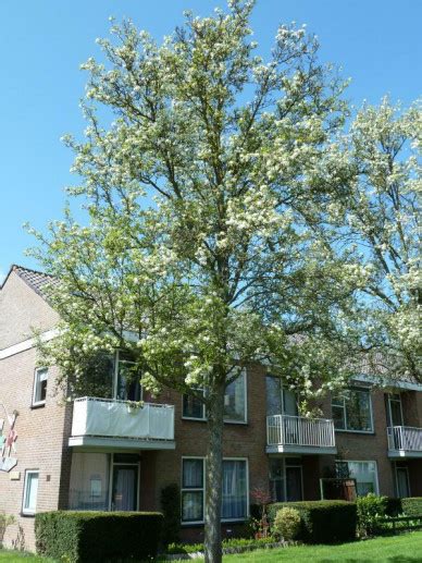 Pyrus Calleryana Chanticleer Sierpeer Bloemenpark Appeltern