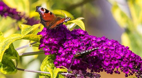 Best Plants For Butterflies Nectar Plants For Butterflies