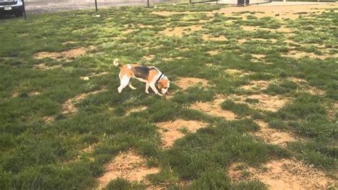 Beagles Run Youtube