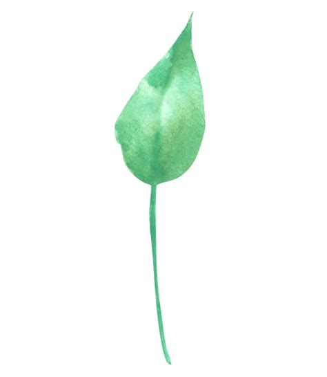 Acuarela De Elemento De Hoja Verde 10250650 Png