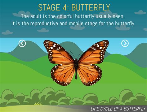 The Life Cycle \nof the Butterfly Animation :: Behance