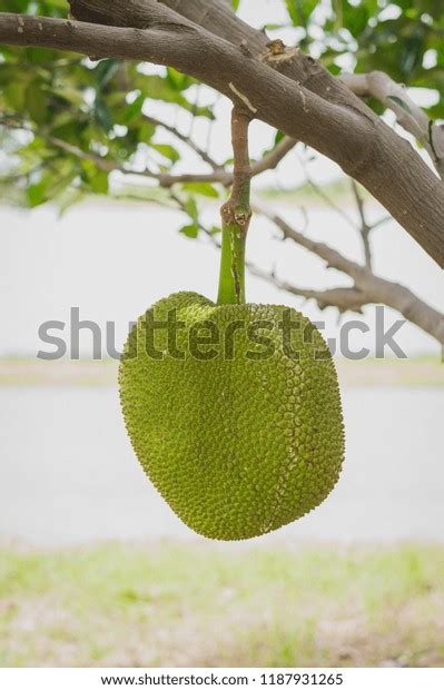 Fresh Green Jackfruit Artocarpus Heterophyllus Hanging Stock Photo