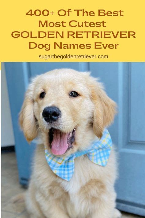 400+ Of The Best Most Cutest Golden Retriever Dog Names Ever - Golden Woofs