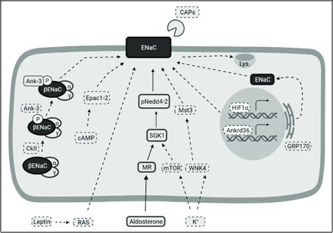 Selected Recently Identified Regulators Of ENaC Function Confirmed