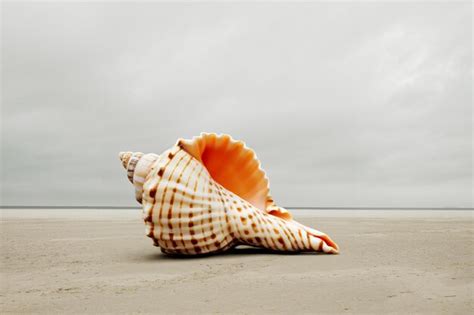 Premium Photo | Conch shell on beach