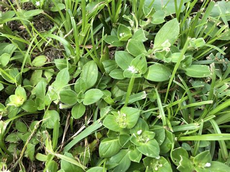 Identifying Common Lawn Weeds Artofit