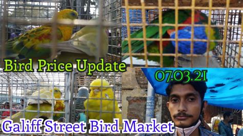 Galiff Street Birds Market Exotic Birds Market In Kolkata Galiff Street