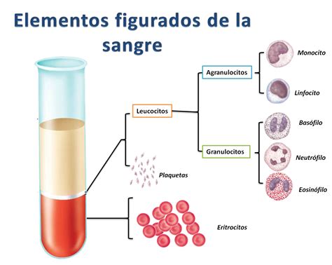 Portafolio De Evidencias De Fisiología Humana Elementos Formes De La Sangre