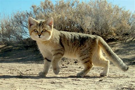 Sand Cat Facts Pictures Information Desert Living Cat Species