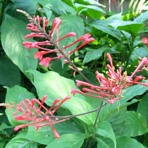 firespike odonotonema strictum tooth mountain nursery