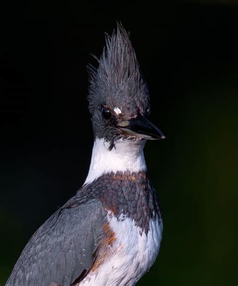 Kingfishers Pet Birds Kingfisher Animals