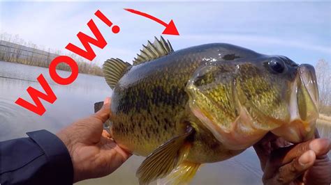 Catching Big Pre Spawn Bass With Swimbaitsbig Fish Caught Youtube