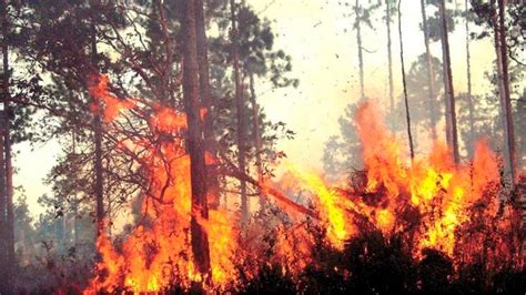 Honduras registra más de 11 mil hectáreas de bosque consumidas por