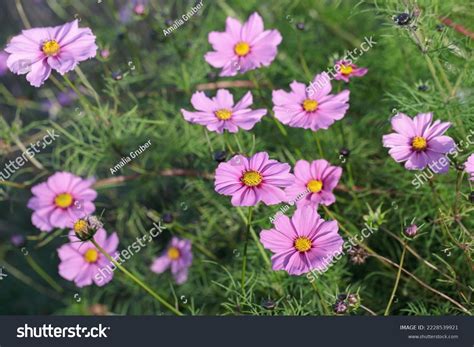 Group Pink Mexican Aster Cosmos Bipinnatus Stock Photo 2228539921