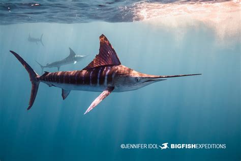 Striped Marlin Jumping