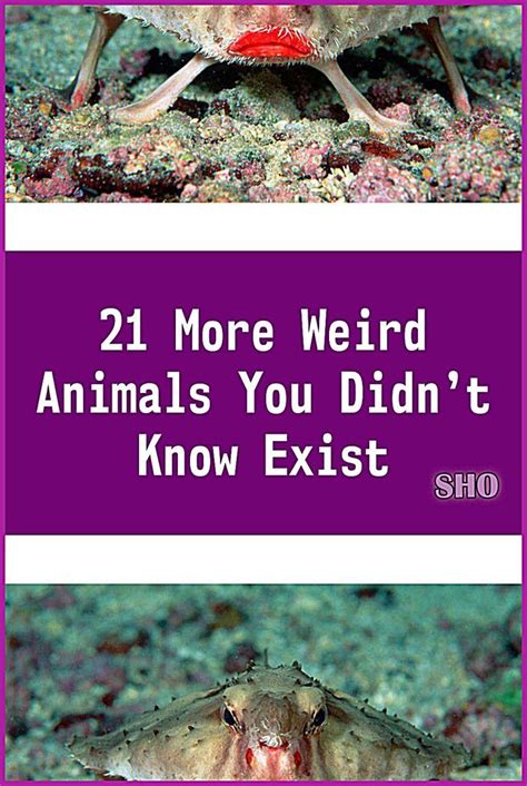 21 More Weird Animals You Didnt Know Exist Weird Animals Unusual