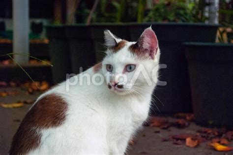 近所のイケメン野良猫ちゃん No 2026379｜写真素材なら「写真ac」無料（フリー）ダウンロードok