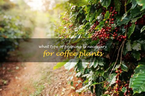 Understanding The Pruning Needs Of Coffee Plants: A Guide To Proper ...