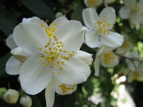 Romantic Flowers: Jasmine Flower Meaning